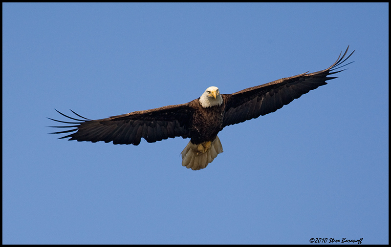 _0SB8979 american bald eagle.jpg